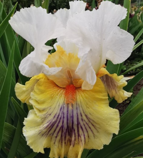 Expose (Ghio, 2003)1